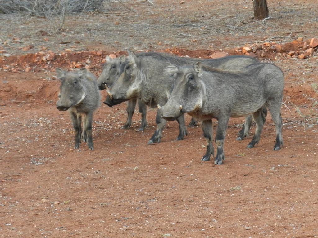 Genet House Holiday Home Marloth Park Εξωτερικό φωτογραφία